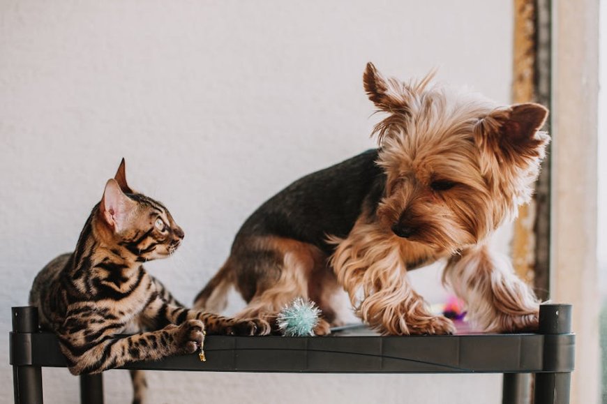 Teknologi Pelacak Hewan: Mengungkap Manfaat Nyata untuk Anjing dan Kucing Anda