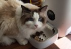 Pilihan Water Fountain Kucing Terbaik 2026 Petlibro Petkit Oneisall