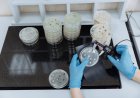 Venom Kalajengking dan Cabai Habanero Jadi Antibiotik Baru