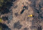 Kebiasaan Konsumen China dan Risiko Pendanaan Deforestasi Amazon