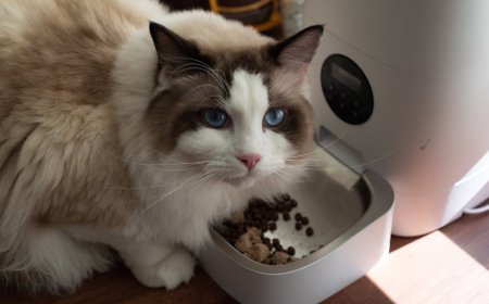 Pilihan Water Fountain Kucing Terbaik 2026 Petlibro Petkit Oneisall