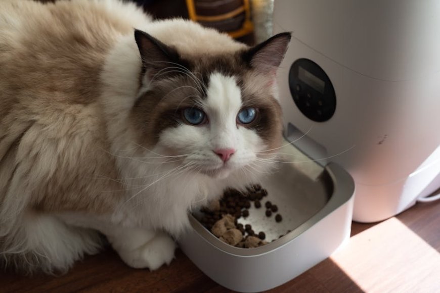 Pilihan Water Fountain Kucing Terbaik 2026 Petlibro Petkit Oneisall