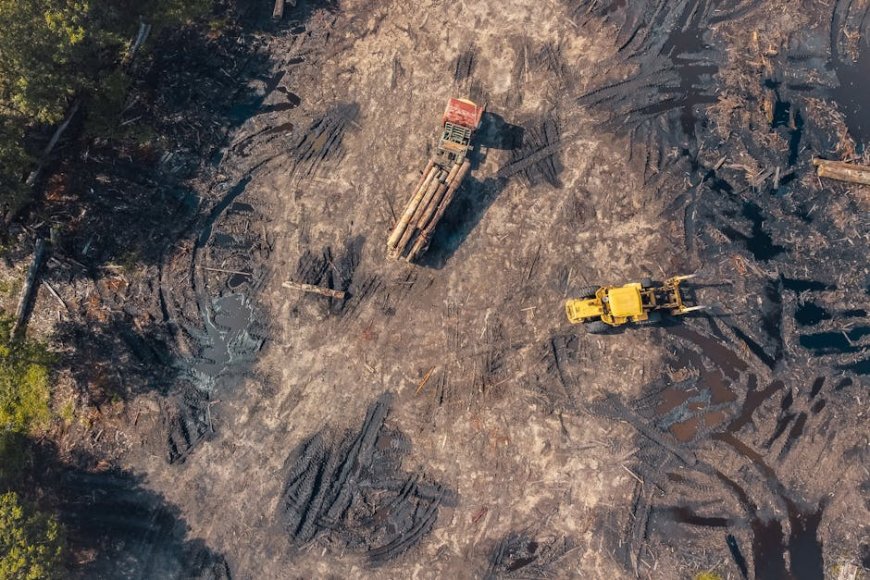 Kebiasaan Konsumen China dan Risiko Pendanaan Deforestasi Amazon