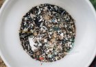 Makan Siang Sehat? Waspada Mikroplastik Merusak Liver, Ini Faktanya!