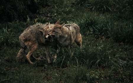 Trailer Coyote vs Acme Tiru Gaya Avengers Doomsday dan Bugs Bunny
