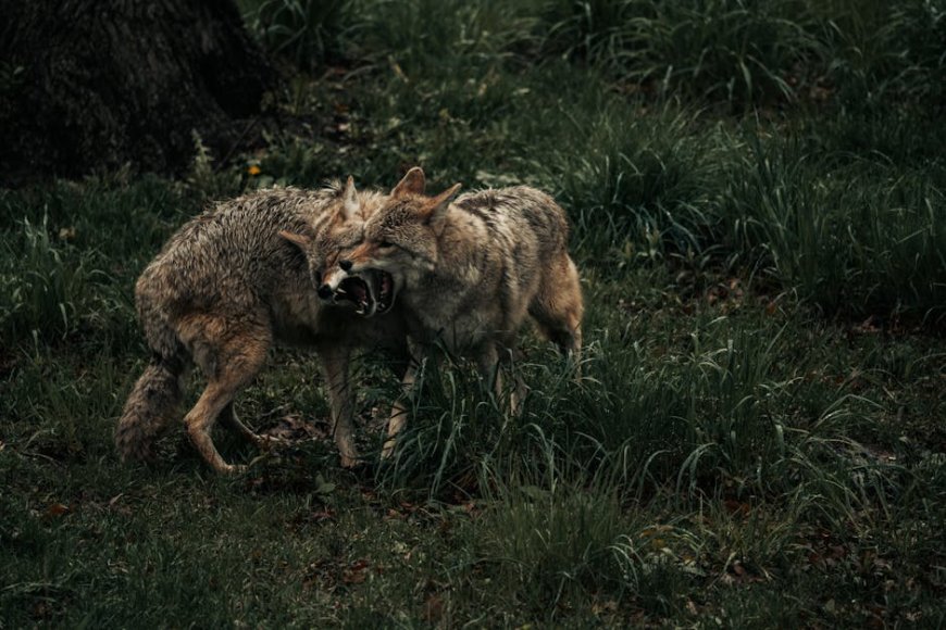 Trailer Coyote vs Acme Tiru Gaya Avengers Doomsday dan Bugs Bunny